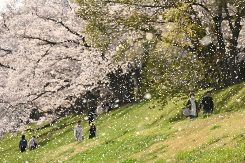 sakura fubuki sakura fubuki